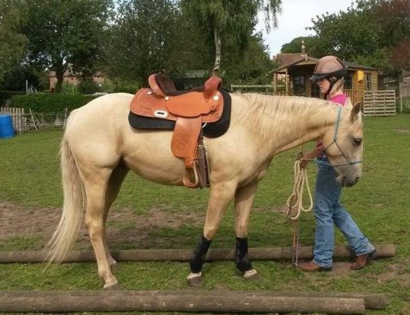 Quarter Horse gelding, Wilden Magnum